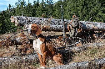Basta hundfodret - hundfoder bast i test