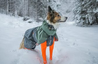 Hundtäcke-bäst-i-test