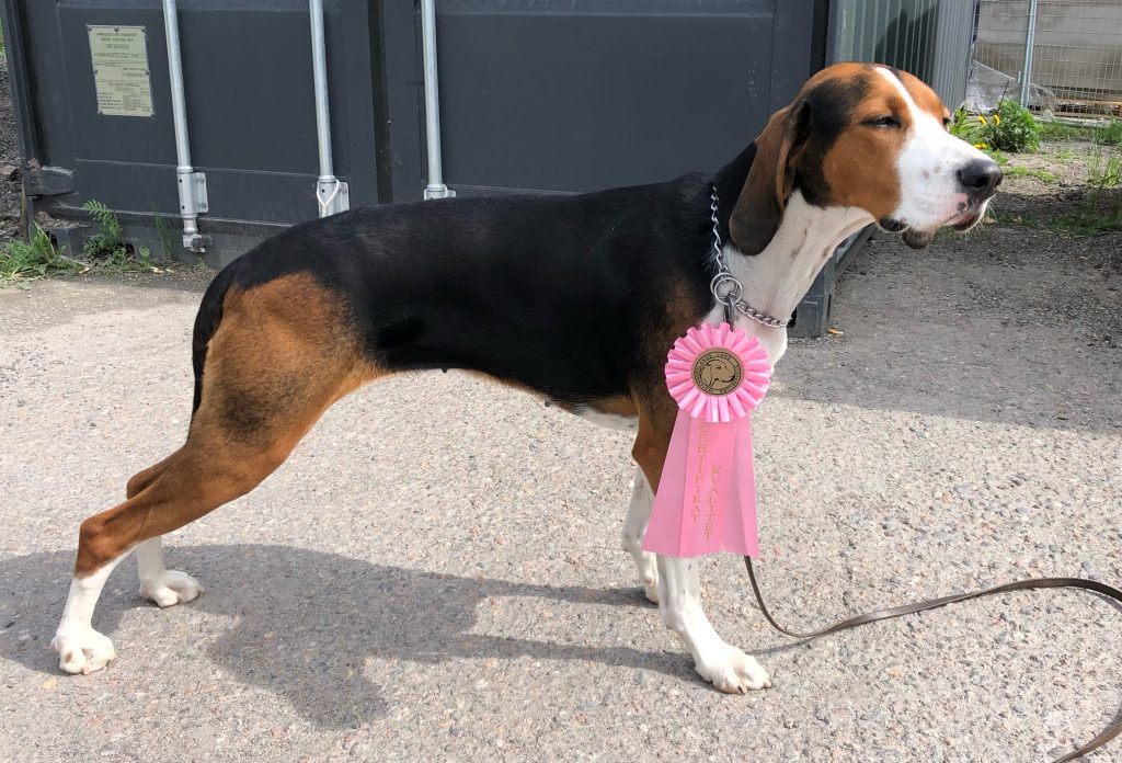 Solstrimmans-finn-irma