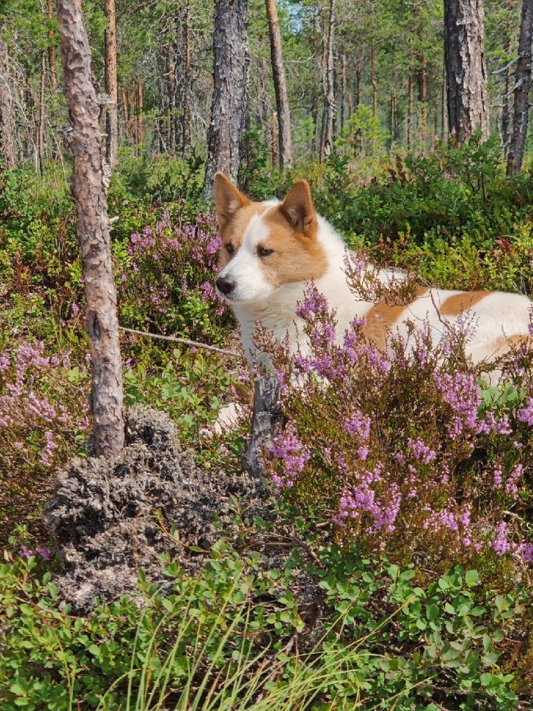 Valle-norbottenspets_3