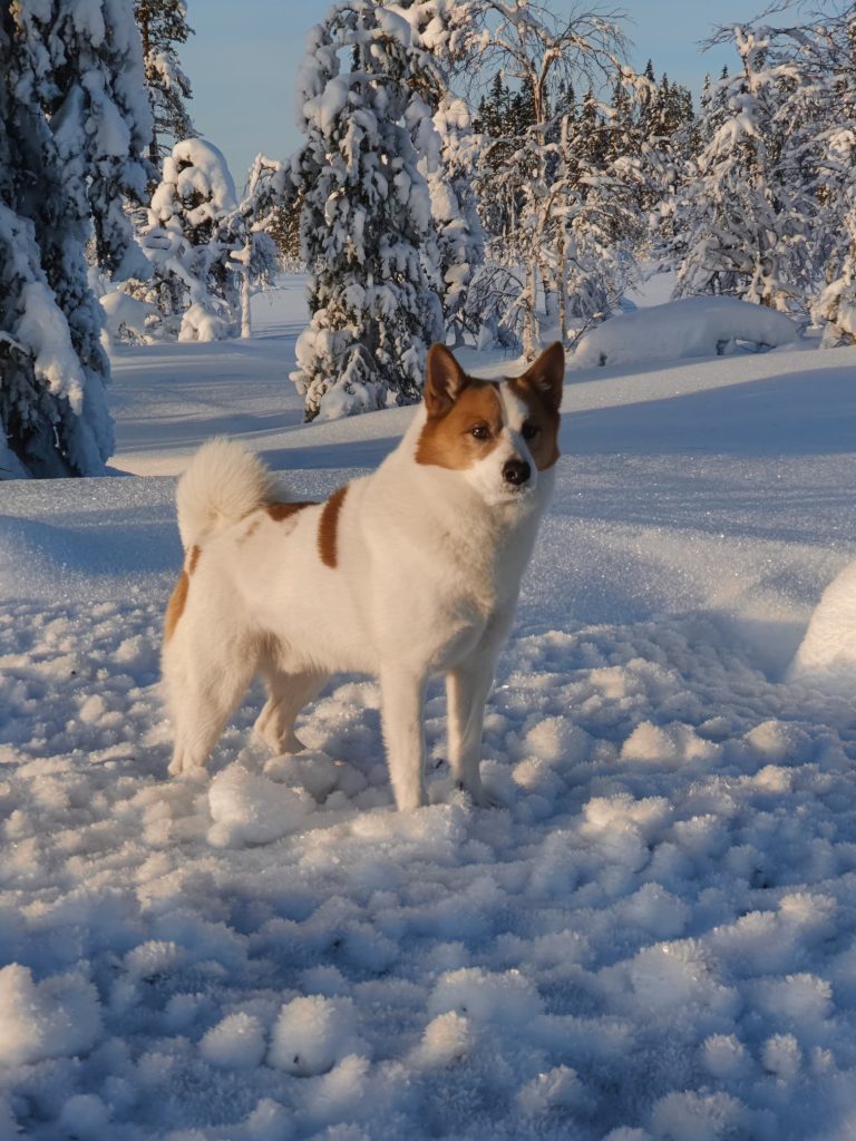 Valle_norbottenspets