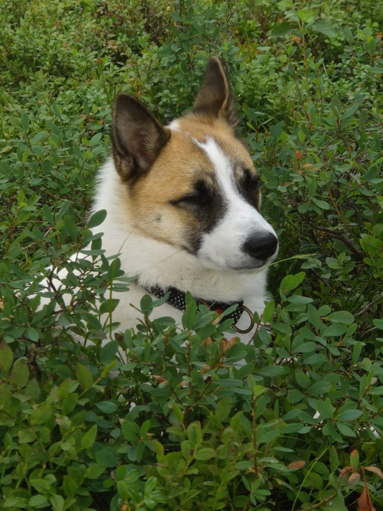 Viggo-norrbottenspets