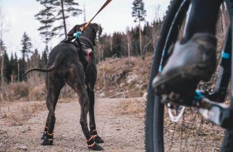 Basta-tasskydd-hund-bast-i-test